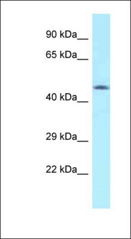 Anti-MON1A antibody produced in rabbit