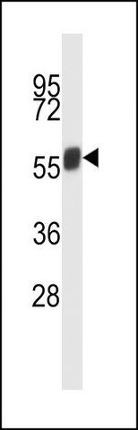ANTI-MOUSE NEK3 (C-TERM) antibody produced in rabbit