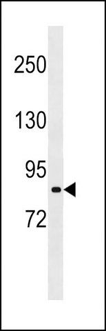 ANTI-MOUSE RPS6KA2 (N-TERM) antibody produced in rabbit