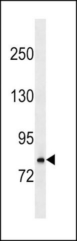 ANTI-MOUSE RNASEL (N-TERM) antibody produced in rabbit