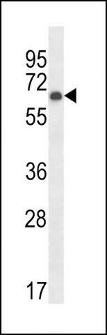 ANTI-MOUSE PKMYT1 (N-TERM) antibody produced in rabbit