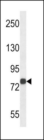 ANTI-MOUSE MAP4K2 (CENTER) antibody produced in rabbit