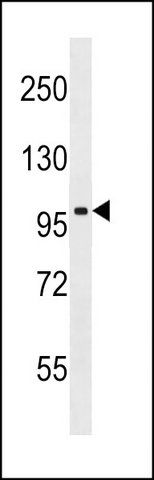 ANTI-MOUSE TAOK3 (N-TERM) antibody produced in rabbit