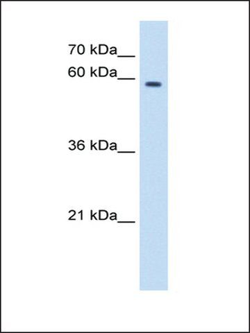 Anti-MPND antibody produced in rabbit