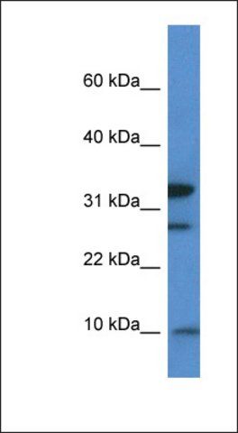 Anti-MRPS33 antibody produced in rabbit
