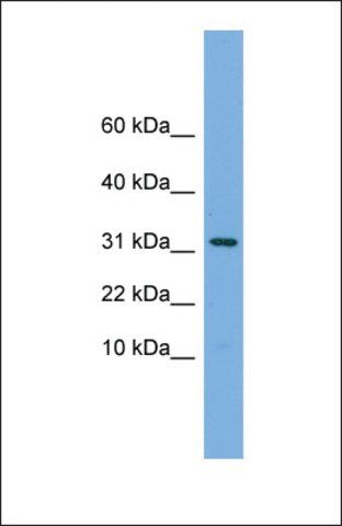 Anti-MRPS6 antibody produced in rabbit