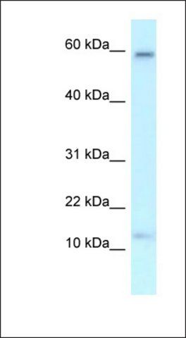 Anti-MRPL55 antibody produced in rabbit