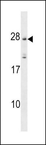 ANTI-MS4A5 (N-TERM) antibody produced in rabbit