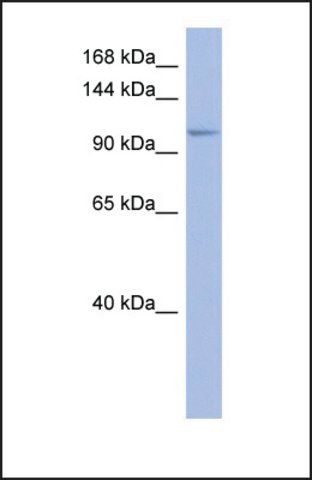 Anti-MSH4 antibody produced in rabbit