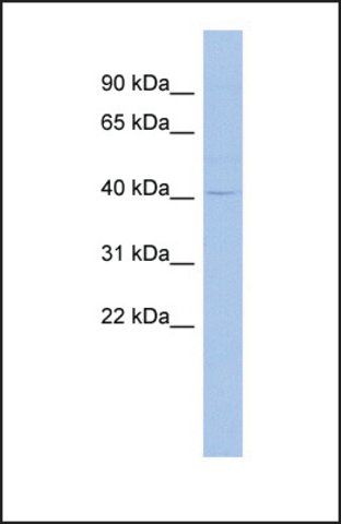 Anti-MSL3L1 antibody produced in rabbit
