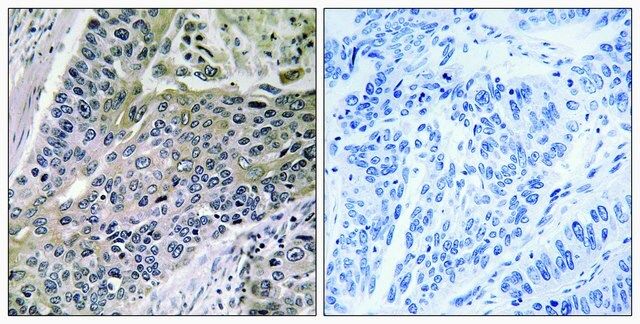 Anti-MRPS7 antibody produced in rabbit