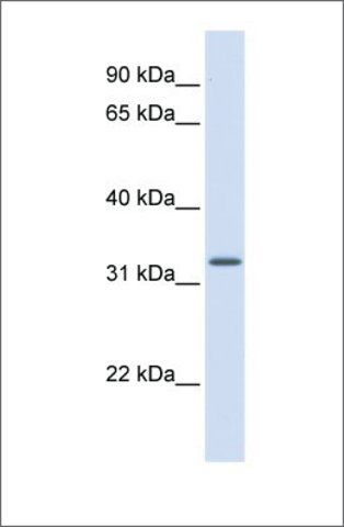 Anti-MRPS15 antibody produced in rabbit