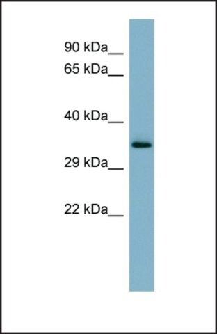 Anti-MUC15 antibody produced in rabbit