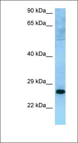 Anti-MUTED antibody produced in rabbit