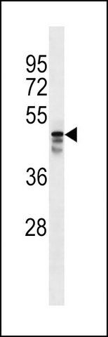 ANTI-MUDEN (C-TERM) antibody produced in rabbit