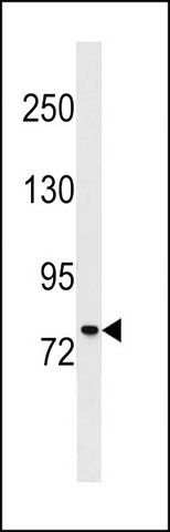 ANTI-MUM1 (C-TERM) antibody produced in rabbit