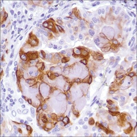 Anti-MUC-4 antibody, Rabbit monoclonal