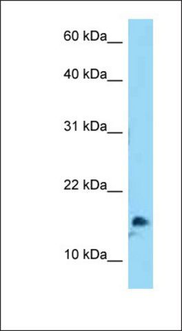 Anti-MYCNOS antibody produced in rabbit