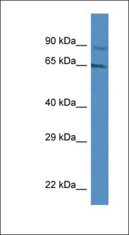 Anti-MUS81 antibody produced in rabbit