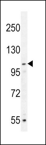ANTI-MYSM1 (N-TERM) antibody produced in rabbit
