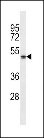 ANTI-NBPF5 (C-TERM) antibody produced in rabbit