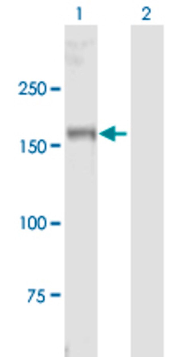 Anti-MYT1 antibody produced in mouse