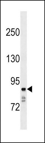 ANTI-NAALADL1 (C-TERM) antibody produced in rabbit