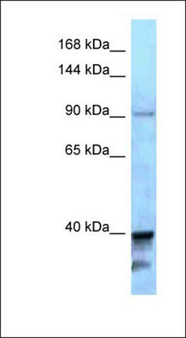 Anti-KIF7 antibody produced in rabbit