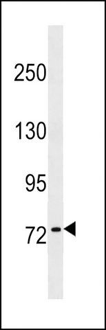 ANTI-KHNYN(C-TERMINAL) antibody produced in rabbit