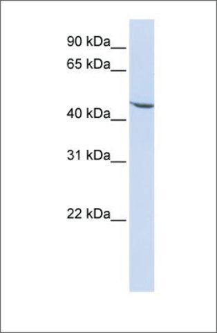 Anti-KLF17 antibody produced in rabbit