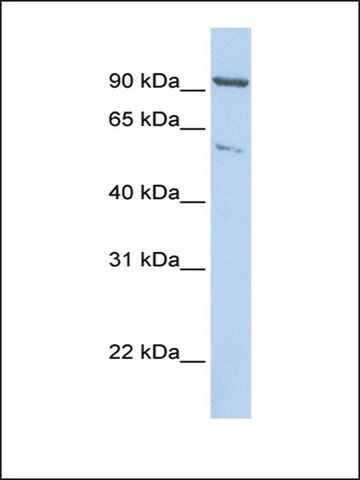 Anti-KIF2A antibody produced in rabbit