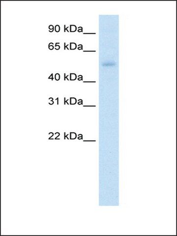 Anti-KLF10 (AB1) antibody produced in rabbit