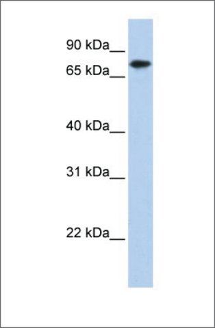 Anti-KLHL23 antibody produced in rabbit