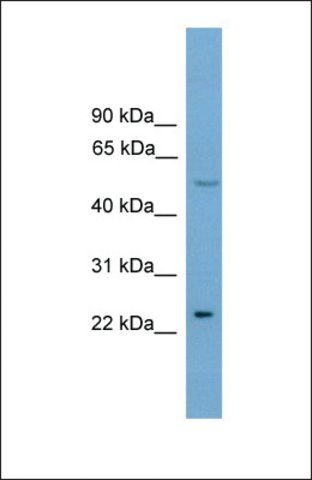 Anti-KLF4 antibody produced in rabbit