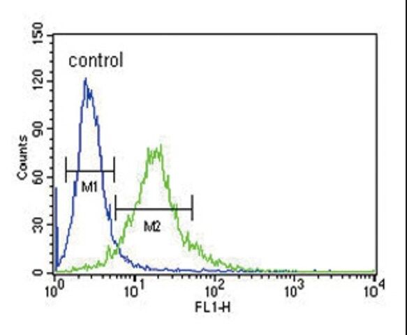 ANTI-KU70 (CENTER) antibody produced in rabbit
