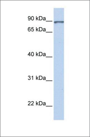 Anti-L3MBTL (ab1) antibody produced in rabbit