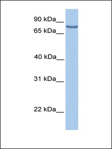 Anti-LCA5 antibody produced in rabbit