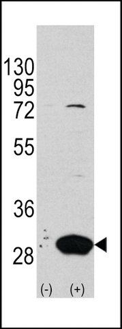 ANTI-LATEXIN (CENTER) antibody produced in rabbit