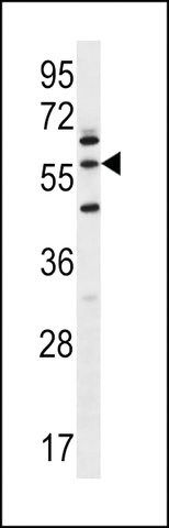 ANTI-LETM2(N-TERMINAL) antibody produced in rabbit