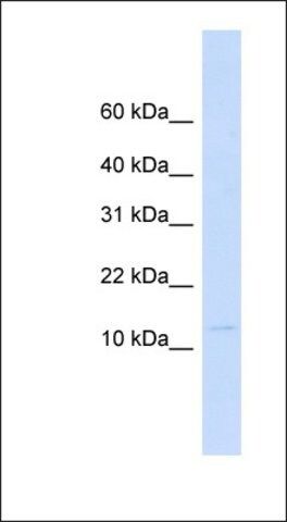Anti-LGALS13 antibody produced in rabbit