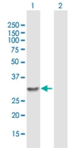 Anti-LOC150786 antibody produced in mouse