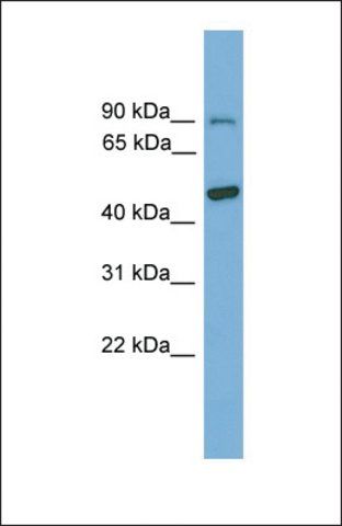Anti-LOC436198, (N-terminal) antibody produced in rabbit