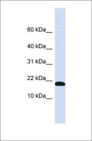 Anti-LOC552891 antibody produced in rabbit