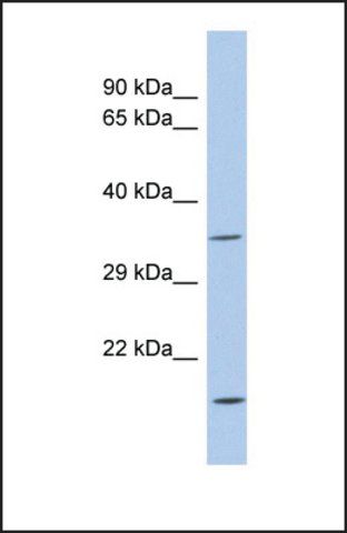 Anti-LOC554235 antibody produced in rabbit