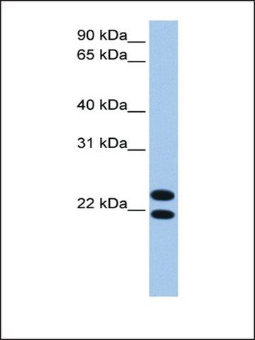 Anti-LOC732440 antibody produced in rabbit