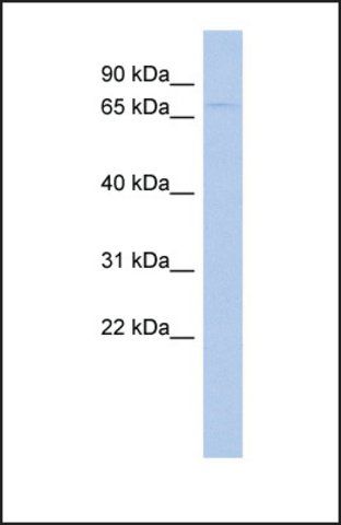 Anti-LOC51057, (N-terminal) antibody produced in rabbit