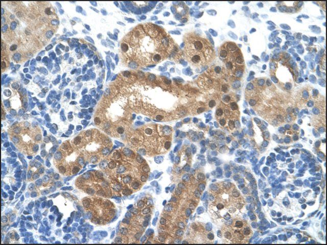 Anti-LONRF1 antibody produced in rabbit