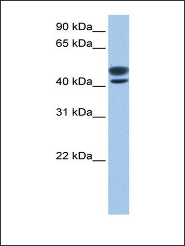 Anti-LOC731673 antibody produced in rabbit