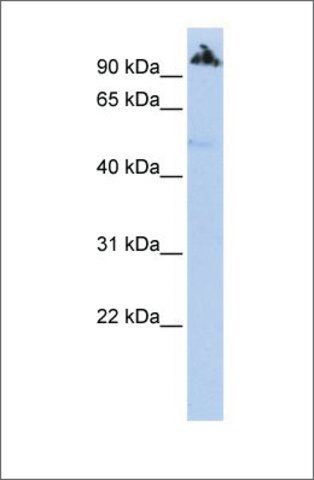 Anti-LOC91664 antibody produced in rabbit