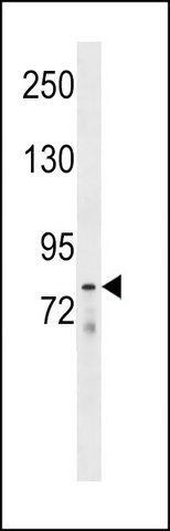 ANTI-LOXL4 (C-TERM) antibody produced in rabbit